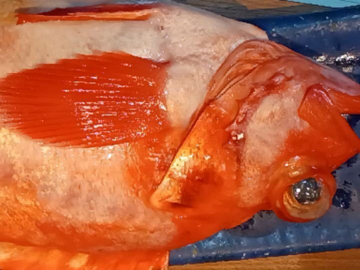 鮎、特大はまぐりなど入荷です！