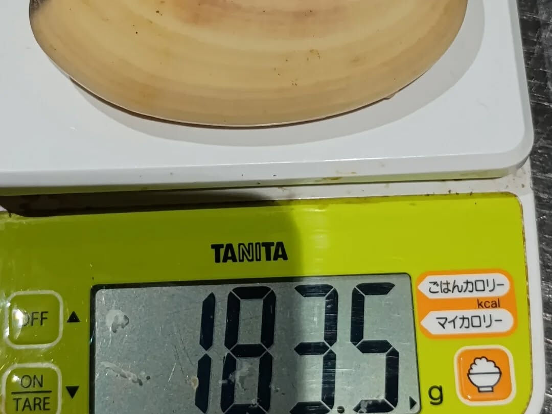 鮎、特大はまぐりなど入荷です！